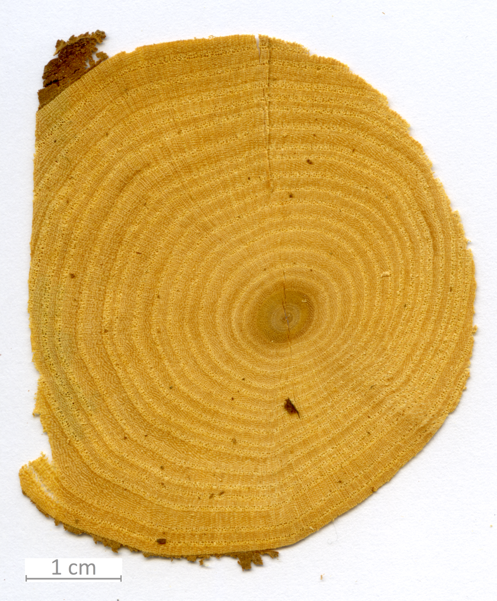 168_XT0114XX sezione trasversale