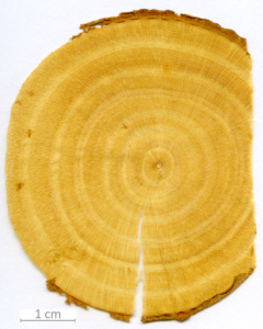 170_XT0026XX sezione trasversale