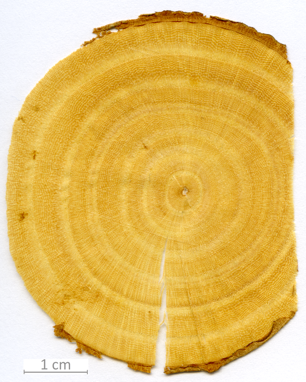 170_XT0026XX sezione trasversale