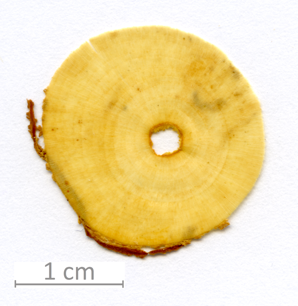 171_XT0019XX sezione trasversale