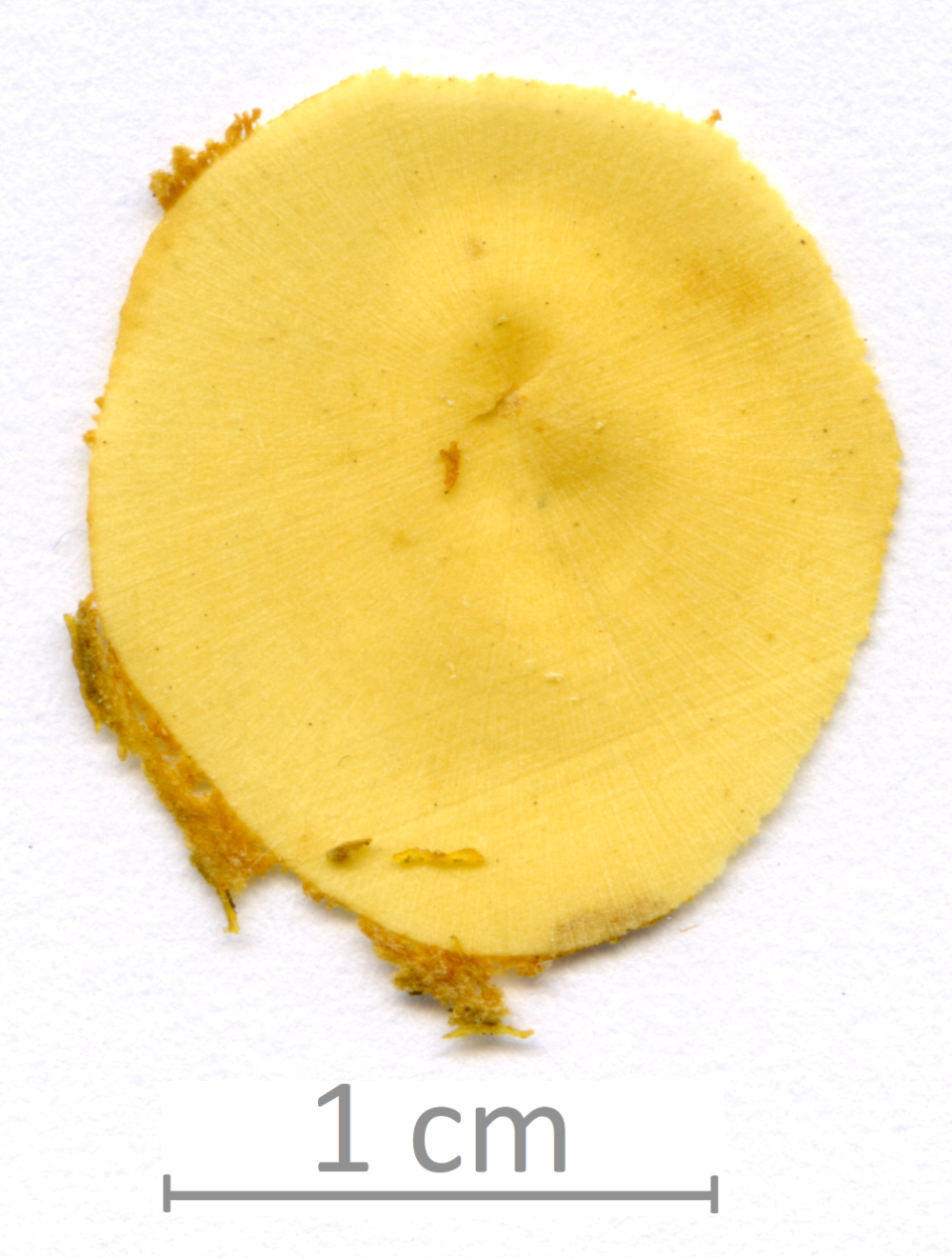 173_XT0034XX sezione trasversale