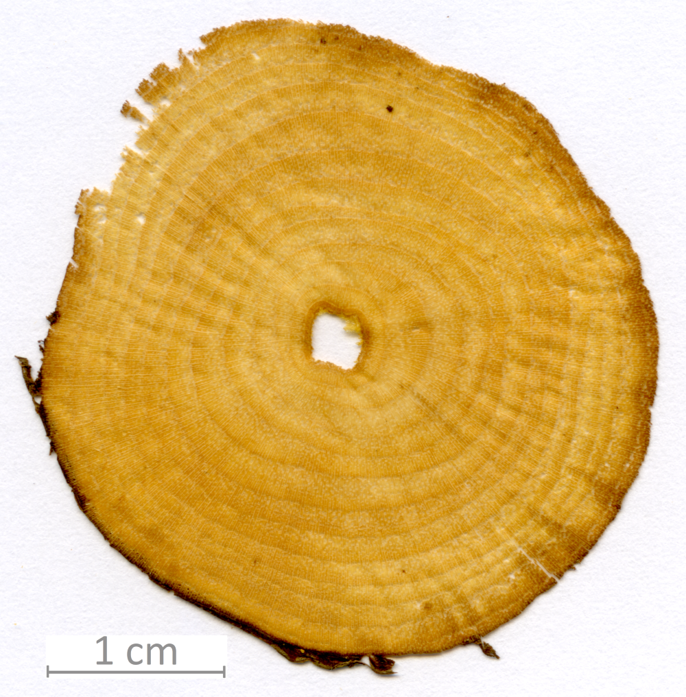 174_XT0018XX sezione trasversale