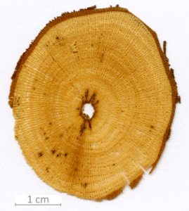 175_XT0147XX sezione trasversale